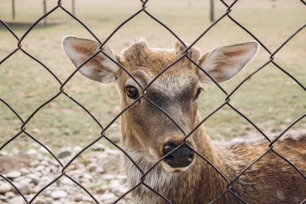 Deer Fence Installation Service